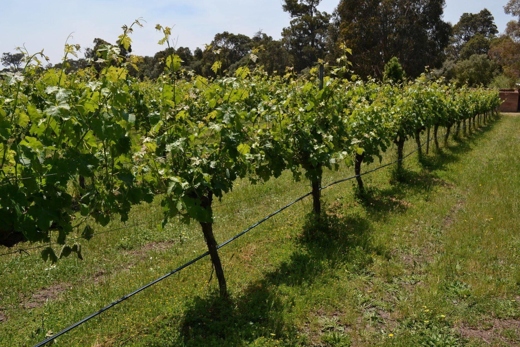 Island Brook Estate Winery And Chalets Margaret River Exterior foto